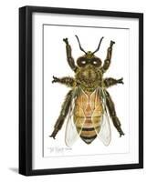 Drone Honey Bee-Tim Knepp-Framed Giclee Print