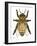 Drone Honey Bee-Tim Knepp-Framed Giclee Print