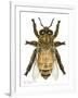 Drone Honey Bee-Tim Knepp-Framed Giclee Print