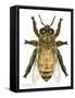 Drone Honey Bee-Tim Knepp-Framed Stretched Canvas
