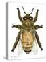 Drone Honey Bee-Tim Knepp-Stretched Canvas