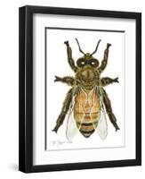 Drone Honey Bee-Tim Knepp-Framed Premium Giclee Print