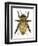 Drone Honey Bee-Tim Knepp-Framed Premium Giclee Print