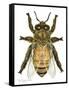 Drone Honey Bee-Tim Knepp-Framed Stretched Canvas