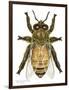 Drone Honey Bee-Tim Knepp-Framed Giclee Print