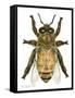 Drone Honey Bee-Tim Knepp-Framed Stretched Canvas