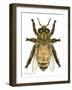 Drone Honey Bee-Tim Knepp-Framed Premium Giclee Print