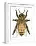 Drone Honey Bee-Tim Knepp-Framed Premium Giclee Print
