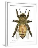 Drone Honey Bee-Tim Knepp-Framed Giclee Print