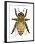 Drone Honey Bee-Tim Knepp-Framed Giclee Print