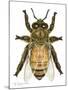 Drone Honey Bee-Tim Knepp-Mounted Giclee Print