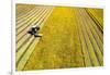 Drone shot of tractor with mower mowing grasses on agricultural field during a summer day, Italy-Paolo Graziosi-Framed Photographic Print