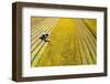 Drone shot of tractor with mower mowing grasses on agricultural field during a summer day, Italy-Paolo Graziosi-Framed Photographic Print