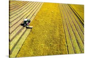 Drone shot of tractor with mower mowing grasses on agricultural field during a summer day, Italy-Paolo Graziosi-Stretched Canvas