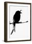 Drongo Depiction-Matt Roseveare-Framed Art Print