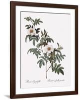 Droopy-Leaved Rose-Pierre Joseph Redoute-Framed Giclee Print