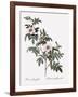 Droopy-Leaved Rose-Pierre Joseph Redoute-Framed Giclee Print