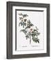 Droopy-Leaved Rose-Pierre Joseph Redoute-Framed Giclee Print