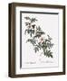 Droopy-Leaved Rose-Pierre Joseph Redoute-Framed Giclee Print