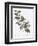 Droopy-Leaved Rose-Pierre Joseph Redoute-Framed Giclee Print