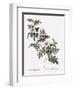 Droopy-Leaved Rose-Pierre Joseph Redoute-Framed Giclee Print
