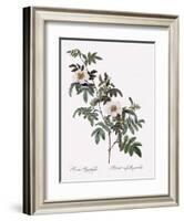 Droopy-Leaved Rose-Pierre Joseph Redoute-Framed Giclee Print