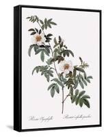 Droopy-Leaved Rose-Pierre Joseph Redoute-Framed Stretched Canvas