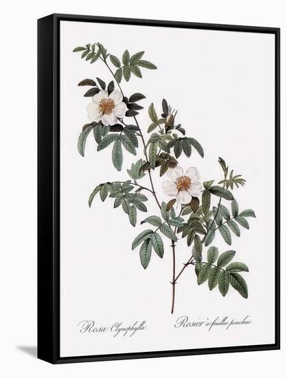 Droopy-Leaved Rose-Pierre Joseph Redoute-Framed Stretched Canvas