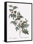 Droopy-Leaved Rose-Pierre Joseph Redoute-Framed Stretched Canvas