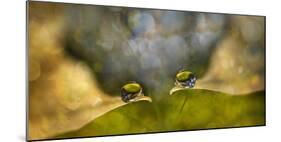 Drop Chat-Heidi Westum-Mounted Photographic Print