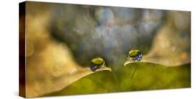 Drop Chat-Heidi Westum-Stretched Canvas