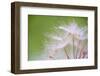 Drop of dew-Marco Carmassi-Framed Photographic Print