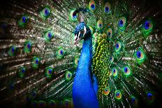 Portrait of Beautiful Peacock with Feathers Out-Drop of Light-Mounted Photographic Print