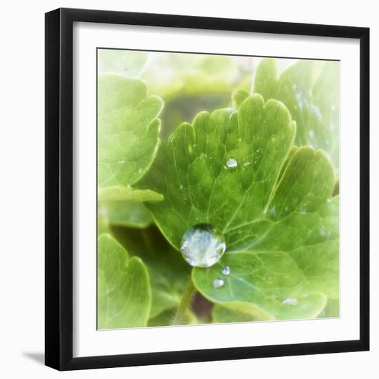 Drop of Rain-Viviane Fedieu Daniel-Framed Photographic Print