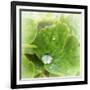 Drop of Rain-Viviane Fedieu Daniel-Framed Photographic Print