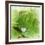 Drop of Rain-Viviane Fedieu Daniel-Framed Photographic Print