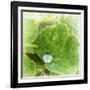 Drop of Rain-Viviane Fedieu Daniel-Framed Photographic Print