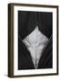 Drop on Leaf-Stephen Clough-Framed Premium Photographic Print