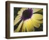 Droplet of the Flower 2-null-Framed Photographic Print