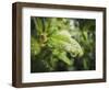 Droplet of the Leaf 5-null-Framed Photographic Print