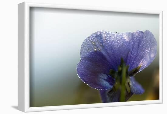 Droplets of morning dew on petal of pansy flower, light blue background-Paivi Vikstrom-Framed Photographic Print