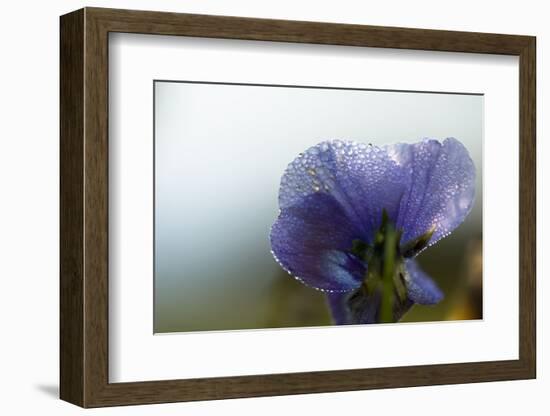 Droplets of morning dew on petal of pansy flower, light blue background-Paivi Vikstrom-Framed Photographic Print