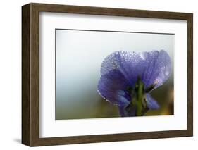 Droplets of morning dew on petal of pansy flower, light blue background-Paivi Vikstrom-Framed Photographic Print