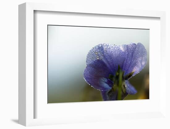 Droplets of morning dew on petal of pansy flower, light blue background-Paivi Vikstrom-Framed Photographic Print