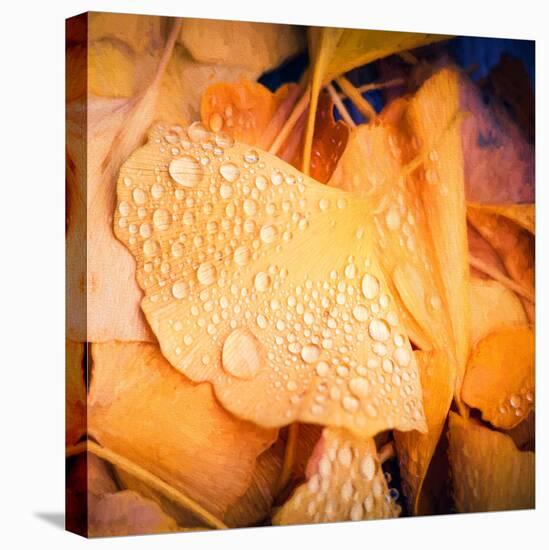 Drops of Life-Philippe Sainte-Laudy-Stretched Canvas