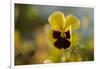 Drops of morning dew on petal of pansy flower, colorful background-Paivi Vikstrom-Framed Photographic Print