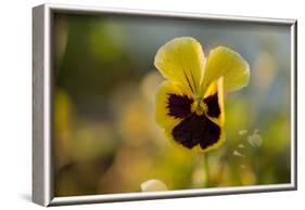 Drops of morning dew on petal of pansy flower, colorful background-Paivi Vikstrom-Framed Photographic Print