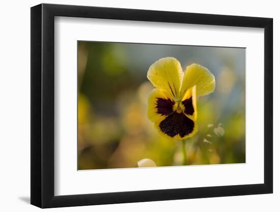 Drops of morning dew on petal of pansy flower, colorful background-Paivi Vikstrom-Framed Photographic Print