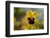 Drops of morning dew on petal of pansy flower, colorful background-Paivi Vikstrom-Framed Photographic Print