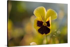 Drops of morning dew on petal of pansy flower, colorful background-Paivi Vikstrom-Stretched Canvas